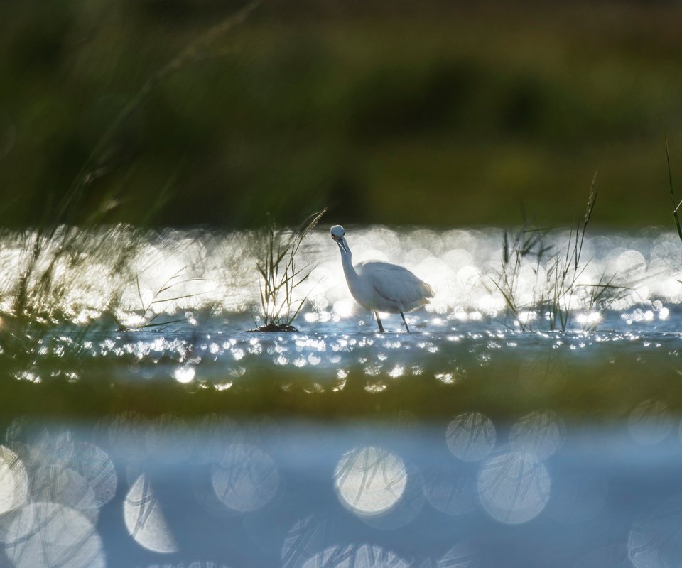 Обои трава, озеро, рассвет, птица, животное, холодно, лебедь, ray hennessy, grass, lake, dawn, bird, animal, cold, swan разрешение 4524x3011 Загрузить