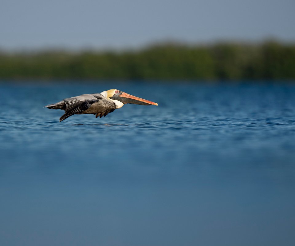 Обои полет, птица, пеликан, ray hennessy, flight, bird, pelican разрешение 3518x2342 Загрузить