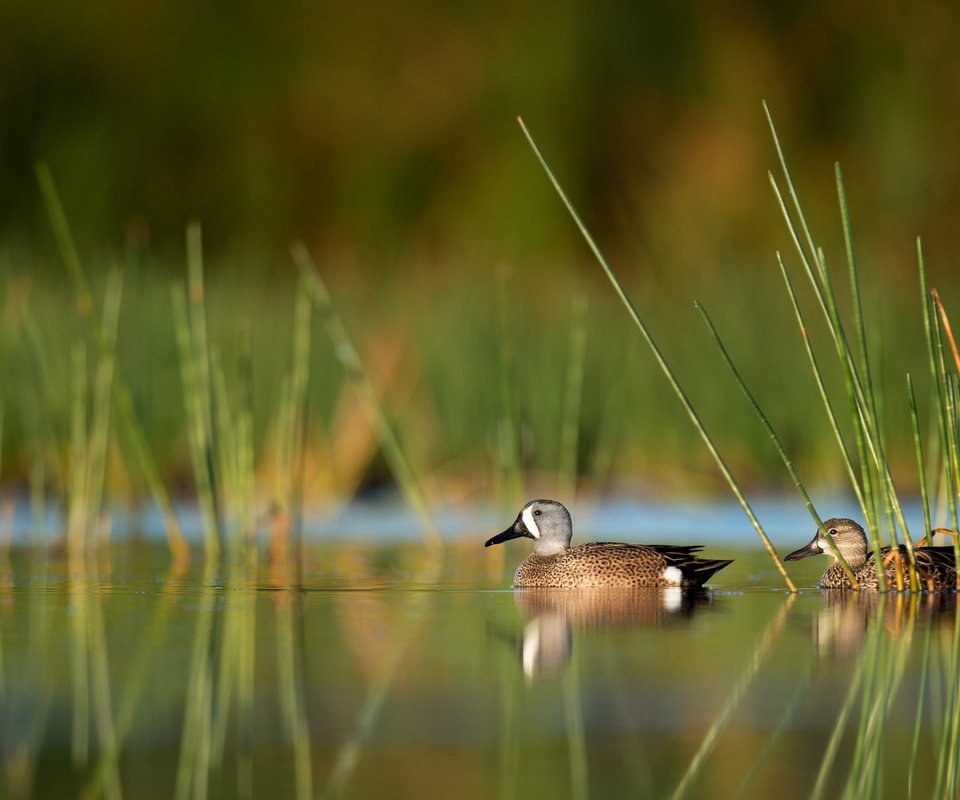 Обои вода, отражение, птицы, утки, ray hennessy, water, reflection, birds, duck разрешение 3310x2203 Загрузить