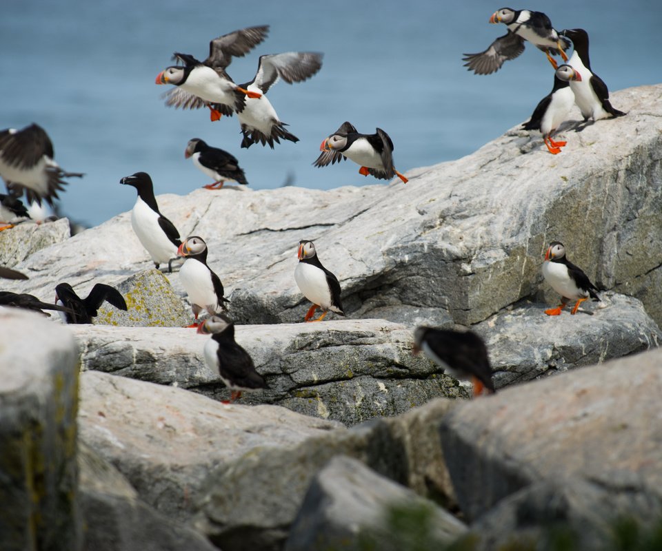 Обои природа, камни, птицы, пингвин, тупик, пингвины, атлантический тупик, ray hennessy, nature, stones, birds, penguin, stalled, penguins, atlantic puffin разрешение 4256x2832 Загрузить