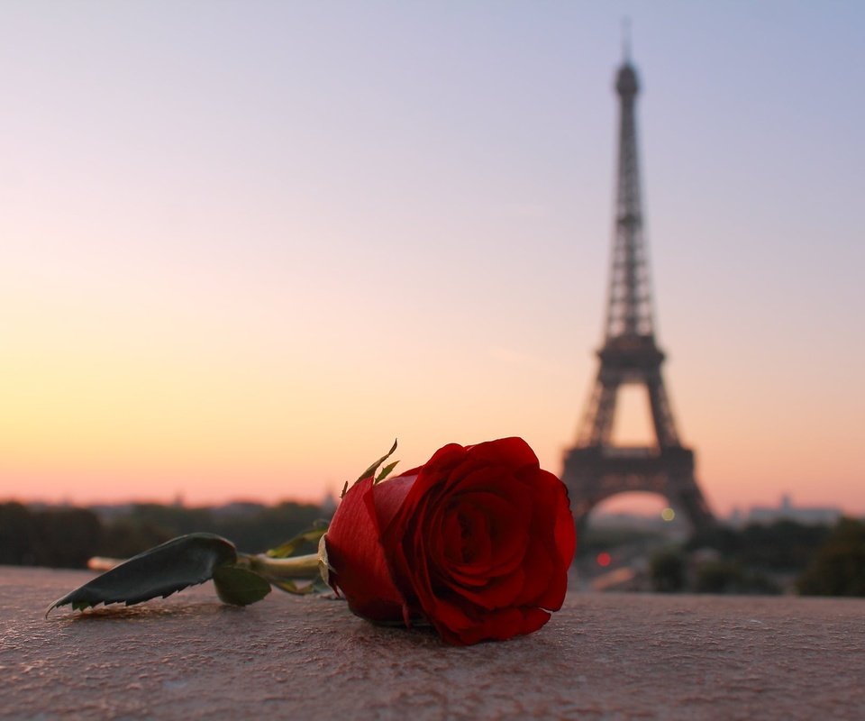 Обои вечер, цветок, роза, город, башня, париж, франция, эйфелева башня, the evening, flower, rose, the city, tower, paris, france, eiffel tower разрешение 2048x1365 Загрузить
