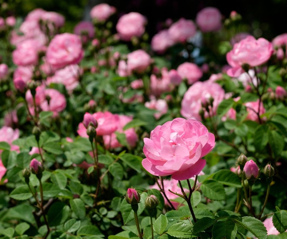 Обои цветы, природа, бутоны, розы, розовые, flowers, nature, buds, roses, pink разрешение 2048x1365 Загрузить