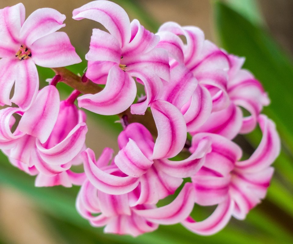 Обои макро, цветок, розовый, гиацинт, macro, flower, pink, hyacinth разрешение 2048x1368 Загрузить