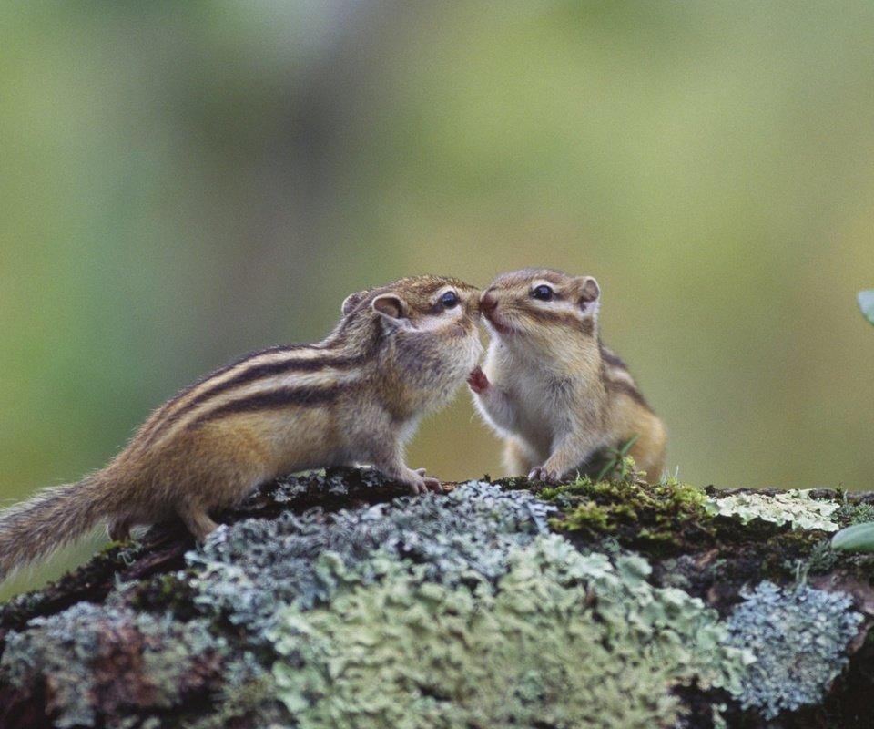 Обои япония, хоккайдо, бурундук, грызун, кусиро, japan, hokkaido, chipmunk, rodent, kushiro разрешение 1920x1080 Загрузить