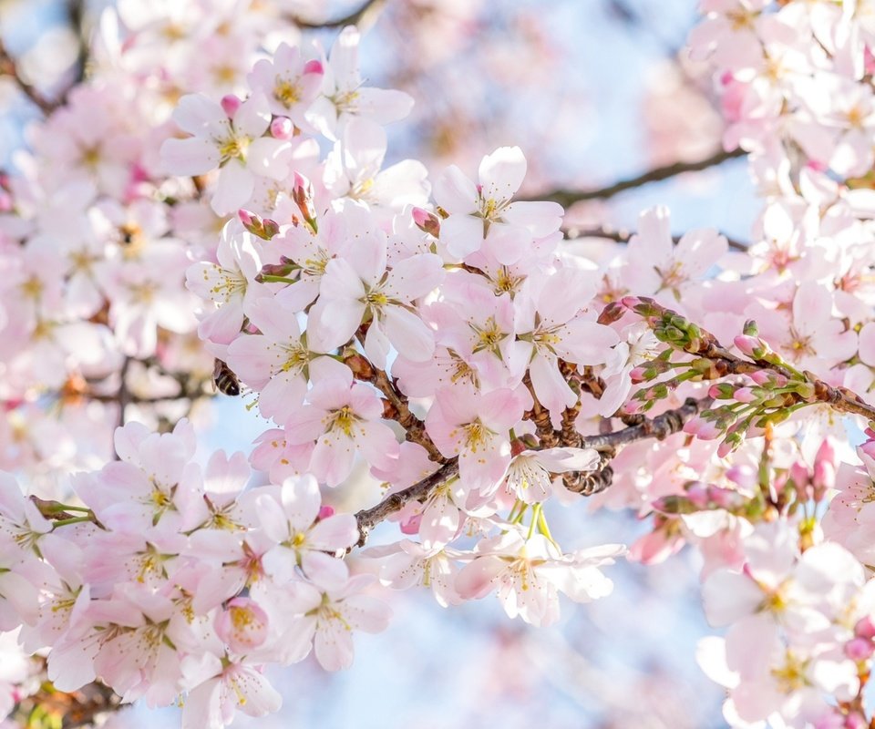 Обои дерево, цветение, весна, сакура, tree, flowering, spring, sakura разрешение 1921x1286 Загрузить