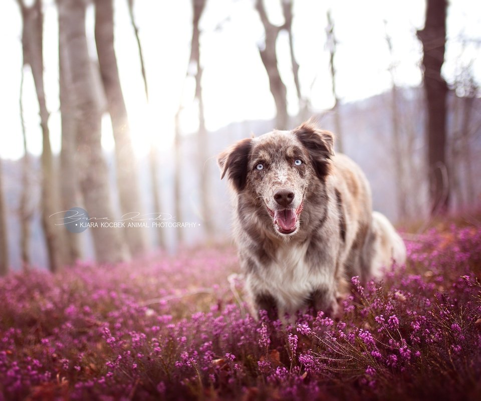 Обои цветы, природа, собака, друг, австралийская овчарка, ц, flowers, nature, dog, each, australian shepherd, ts разрешение 2034x1353 Загрузить