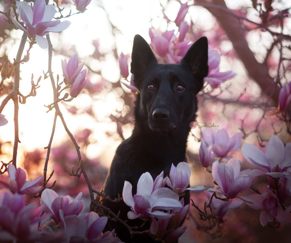 Обои цветы, природа, собака, друг, черная, немецкая овчарка, магнолия, flowers, nature, dog, each, black, german shepherd, magnolia разрешение 2048x1367 Загрузить