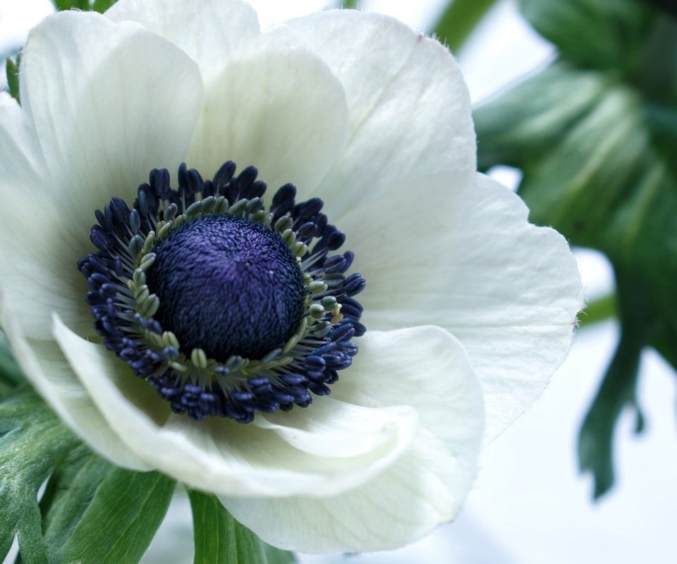 Обои макро, цветок, лепестки, белый, анемон, macro, flower, petals, white, anemone разрешение 2048x1365 Загрузить