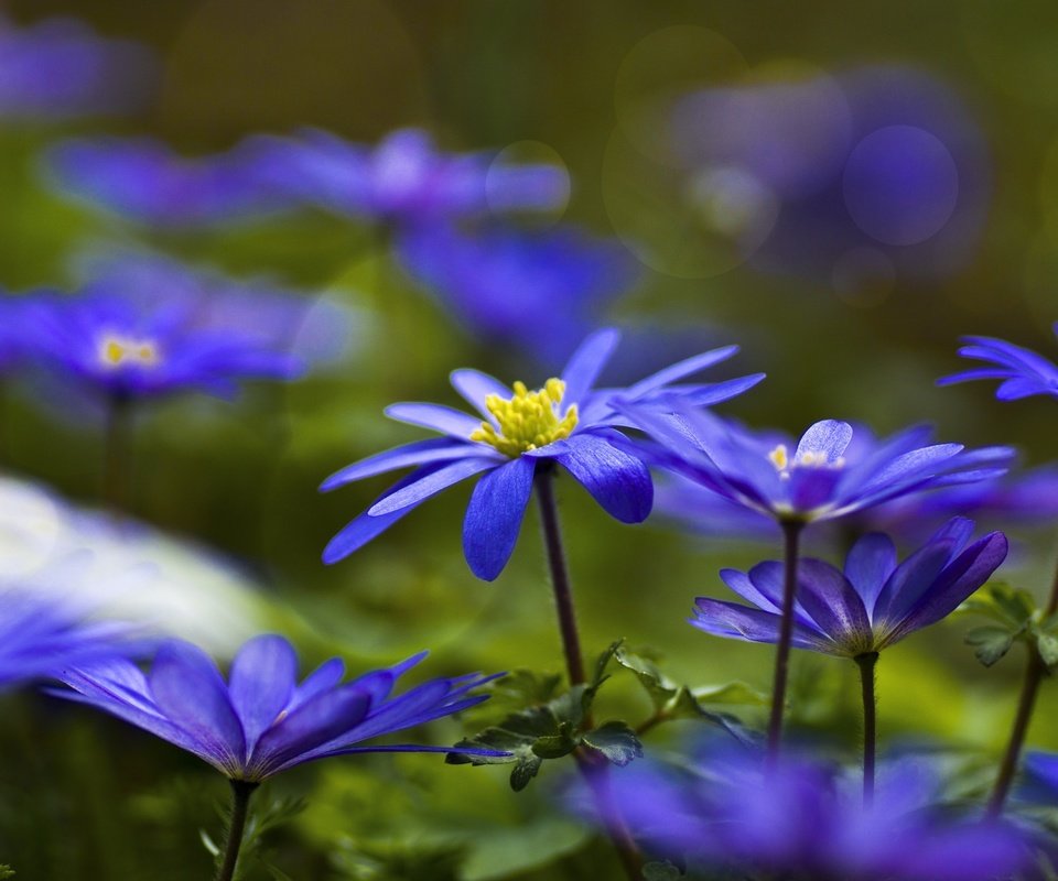 Обои цветы, синие, анемоны, ветреница, flowers, blue, anemones, anemone разрешение 2048x1152 Загрузить