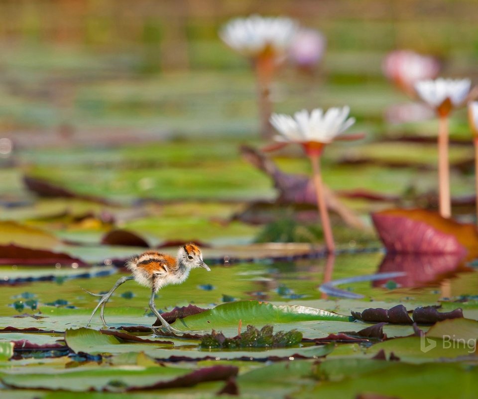 Обои листья, водоем, птица, кувшинки, африканская якана, leaves, pond, bird, water lilies, african jacana разрешение 1920x1200 Загрузить