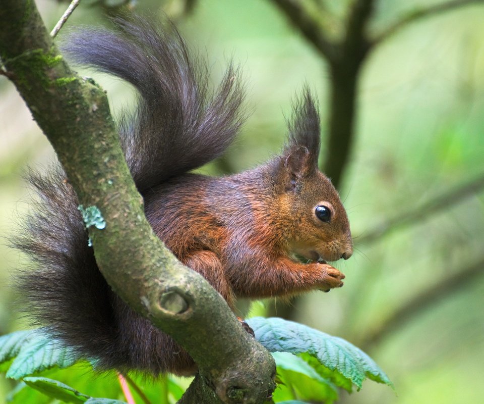 Обои ветка, животное, белка, зверек, хвост, белочка, грызун, branch, animal, protein, tail, squirrel, rodent разрешение 6026x4020 Загрузить