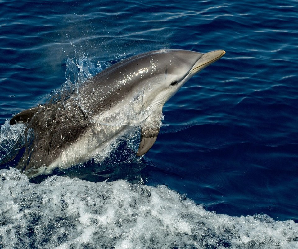 Обои вода, брызги, животное, дельфин, water, squirt, animal, dolphin разрешение 2048x1365 Загрузить