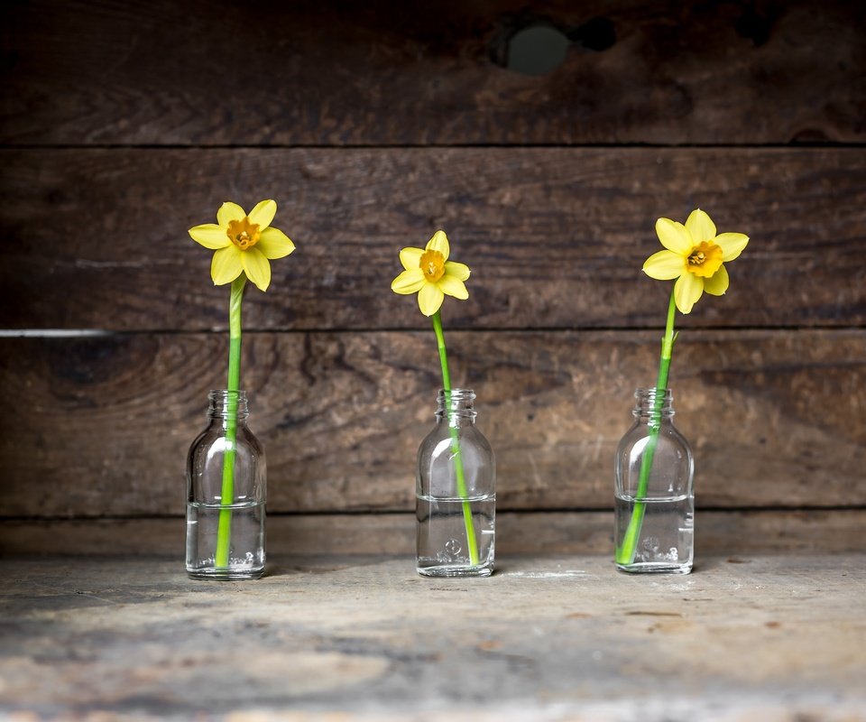 Обои цветы, фон, нарциссы, банки, flowers, background, daffodils, banks разрешение 2048x1365 Загрузить