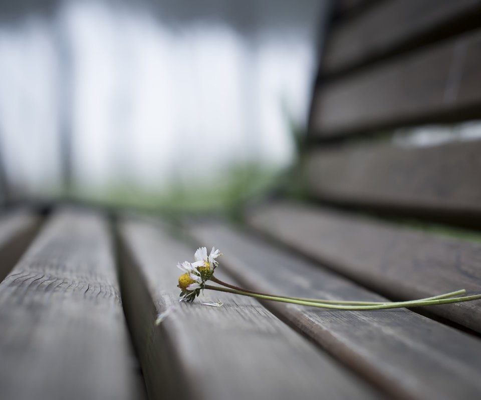 Обои цветы, фон, ромашки, скамья, flowers, background, chamomile, bench разрешение 2560x1707 Загрузить