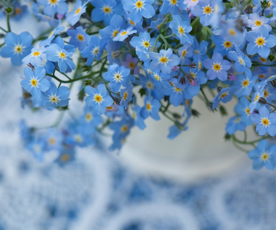 Обои цветы, природа, макро, фон, незабудка, flowers, nature, macro, background, forget-me-not разрешение 5616x3744 Загрузить