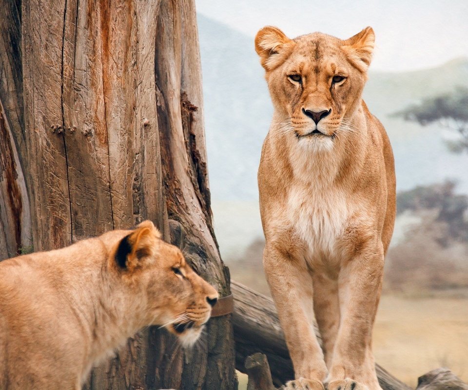 Обои природа, животные, львы, лев, большие кошки, nature, animals, lions, leo, big cats разрешение 1920x1080 Загрузить