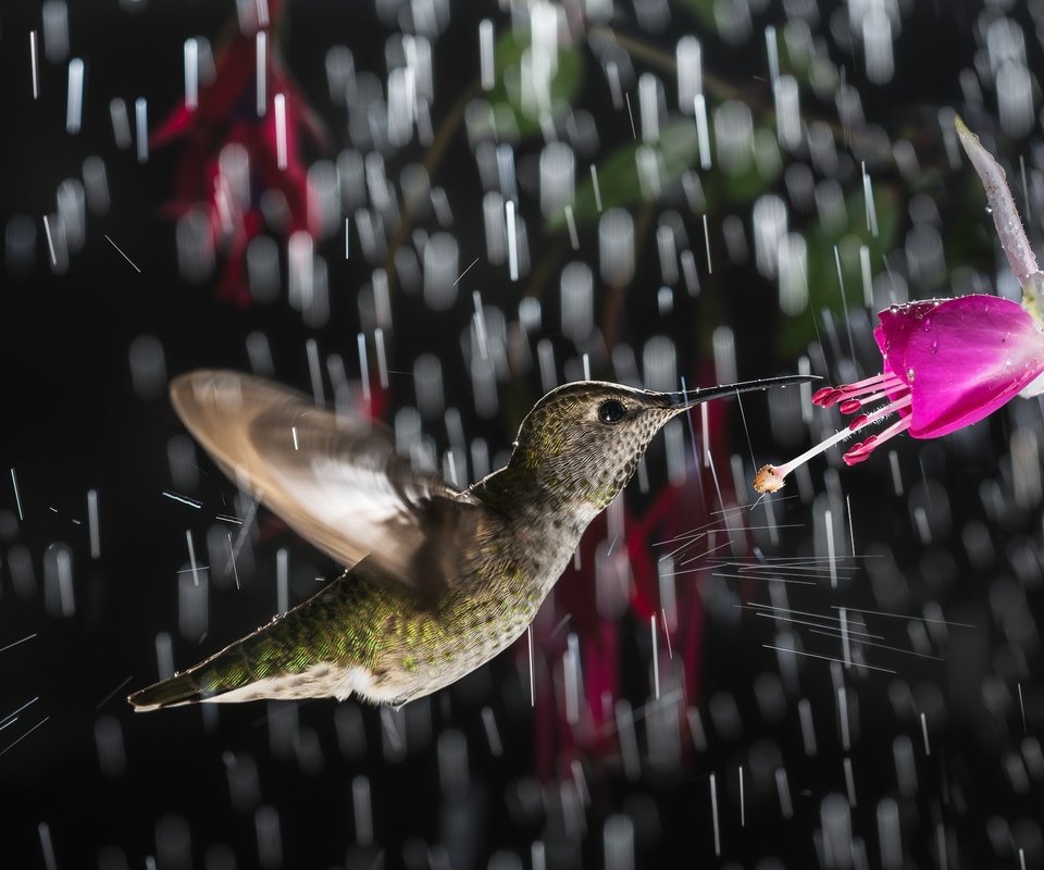 Обои цветок, птица, дождь, колибри, flower, bird, rain, hummingbird разрешение 2000x1334 Загрузить