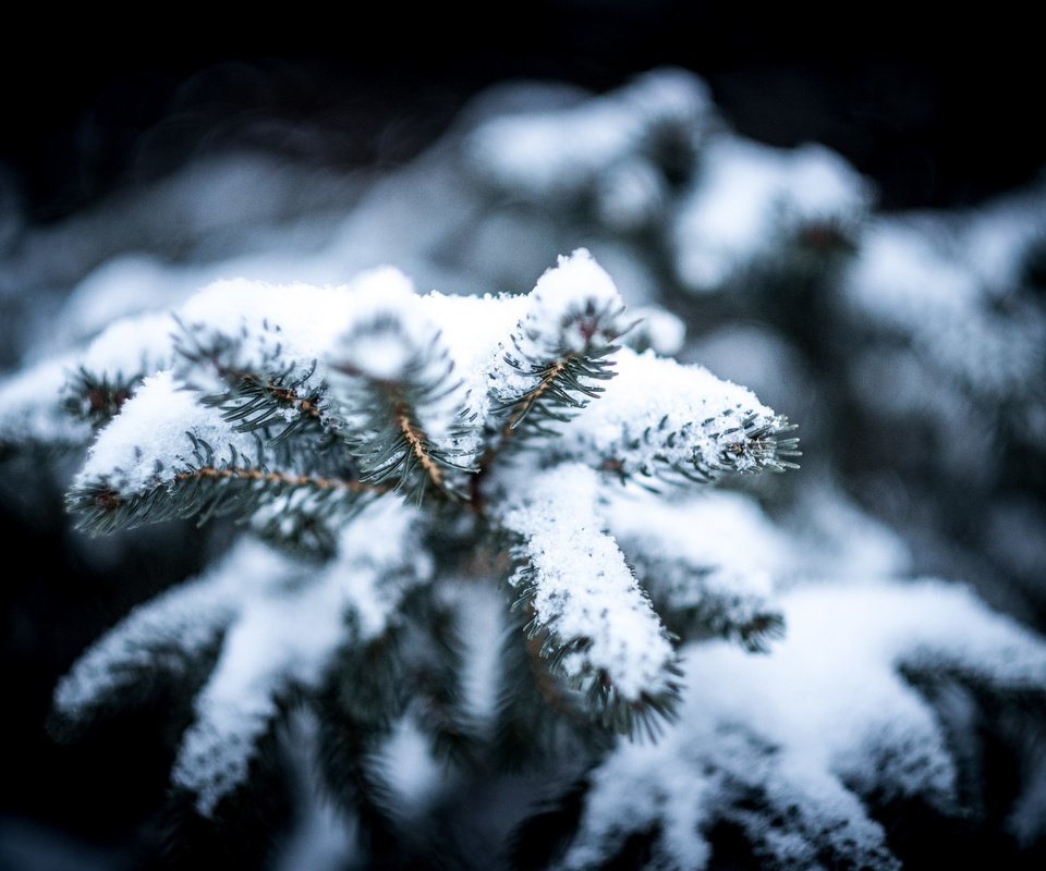 Обои снег, холод, природа, ель, дерево, сосна, хвоя, зима, макро, снежинки, мороз, snow, cold, nature, spruce, tree, pine, needles, winter, macro, snowflakes, frost разрешение 4896x3264 Загрузить