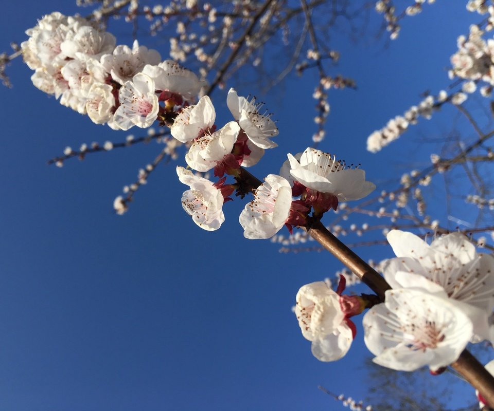 Обои небо, природа, цветение, весна, белые цветы, the sky, nature, flowering, spring, white flowers разрешение 4032x3024 Загрузить
