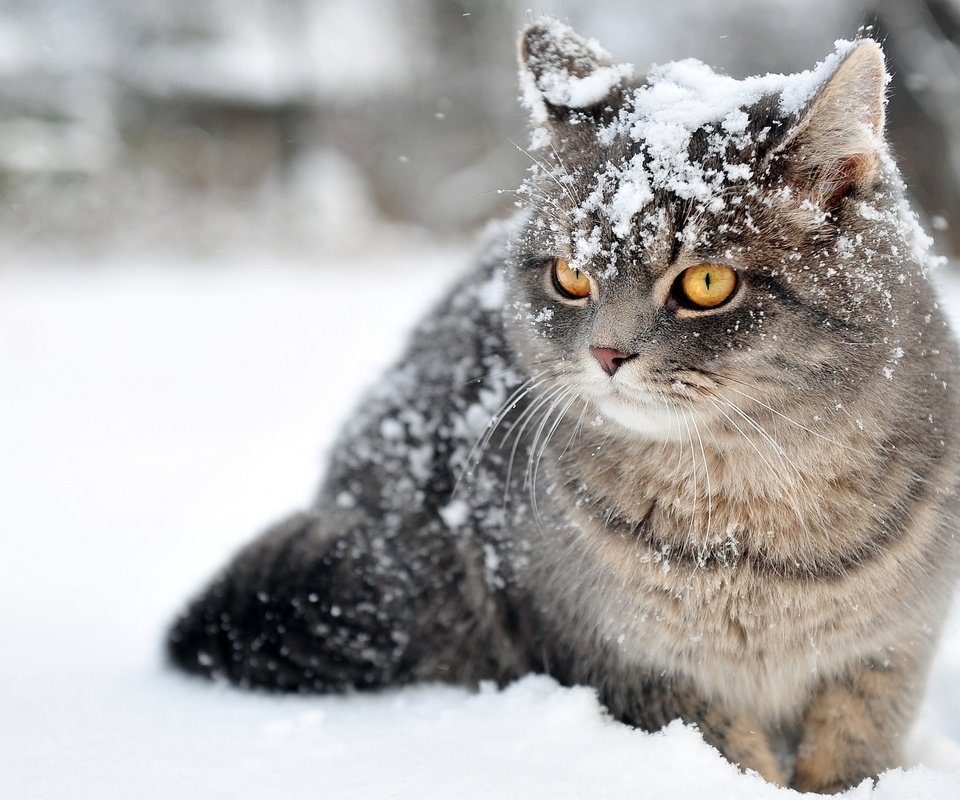 Обои глаза, снег, зима, кот, усы, кошка, взгляд, eyes, snow, winter, cat, mustache, look разрешение 2880x1800 Загрузить