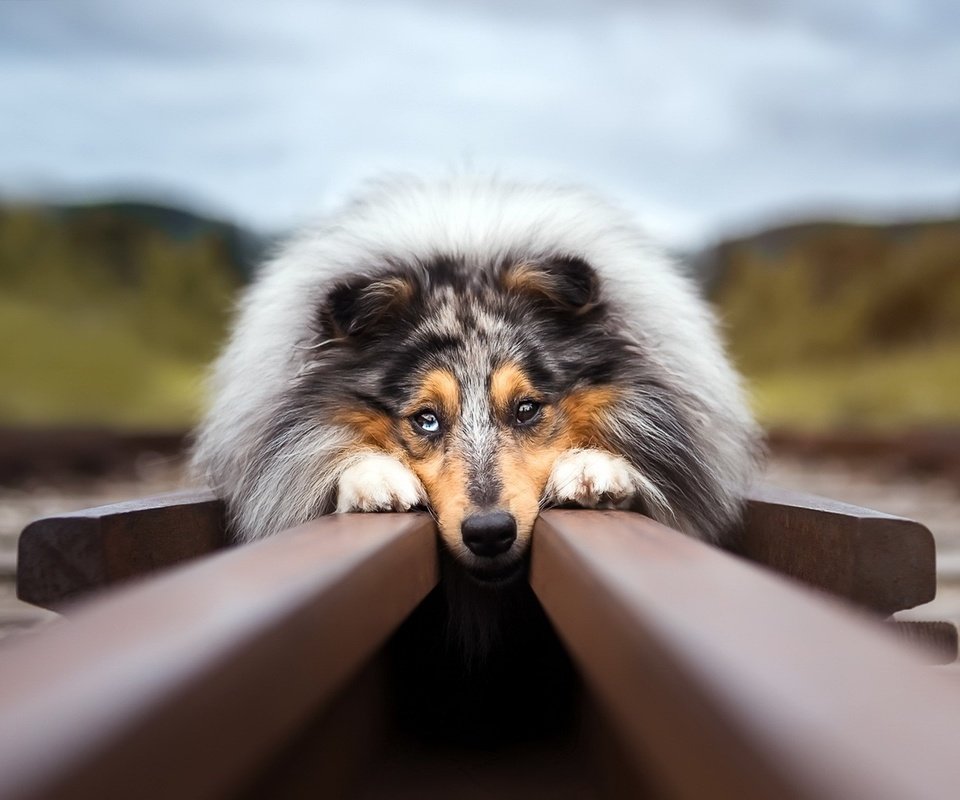 Обои железная дорога, рельсы, собака, австралийская овчарка, аусси, railroad, rails, dog, australian shepherd, aussie разрешение 1920x1149 Загрузить