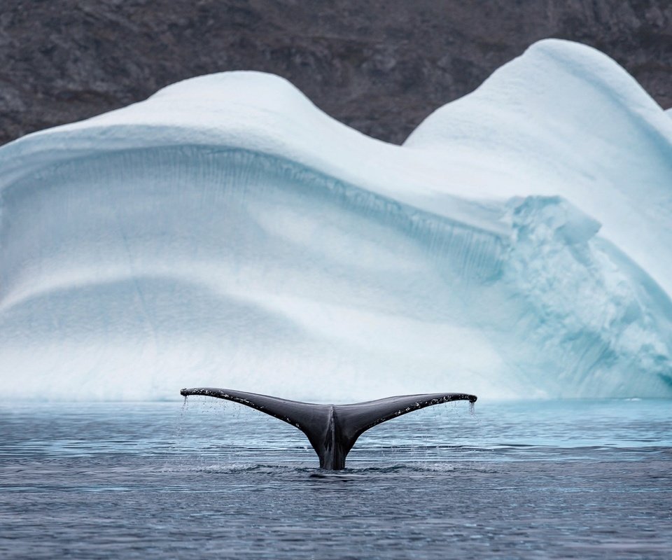 Обои природа, море, животные, айсберг, хвост, кит, арктика, nature, sea, animals, iceberg, tail, kit, arctic разрешение 2048x1208 Загрузить