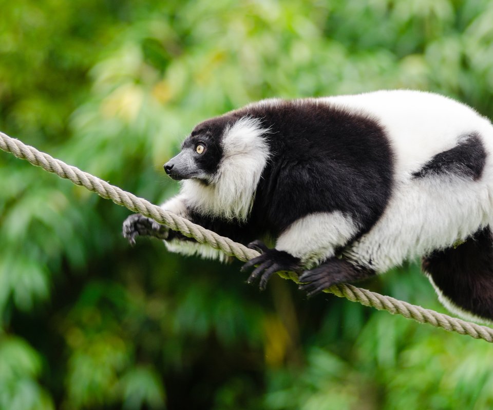 Обои животное, канат, чёрно-белый, лемур, примат, mathias appel, лемур вари, animal, rope, black and white, lemur, the primacy of, ruffed lemur разрешение 4928x3264 Загрузить