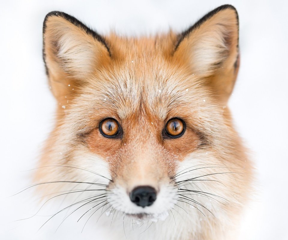 Обои глаза, морда, взгляд, лиса, лисица, белый фон, животное, eyes, face, look, fox, white background, animal разрешение 2048x1365 Загрузить