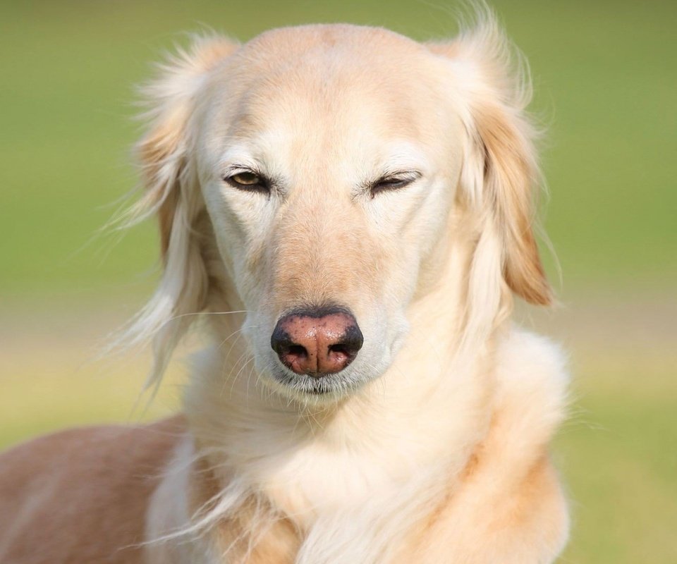 Обои глаза, собака, ветер, борзая, eyes, dog, the wind, greyhound разрешение 1920x1080 Загрузить