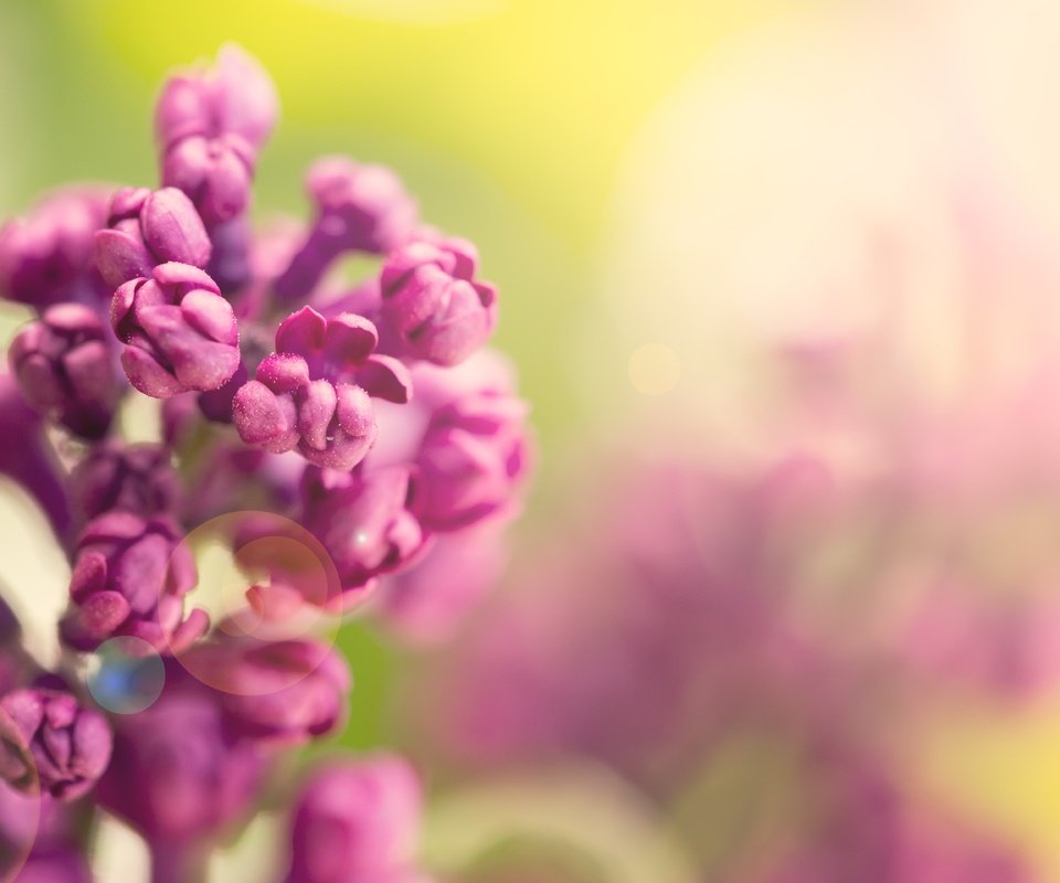 Обои цветы, цветение, весна, сирень, flowers, flowering, spring, lilac разрешение 5760x3840 Загрузить