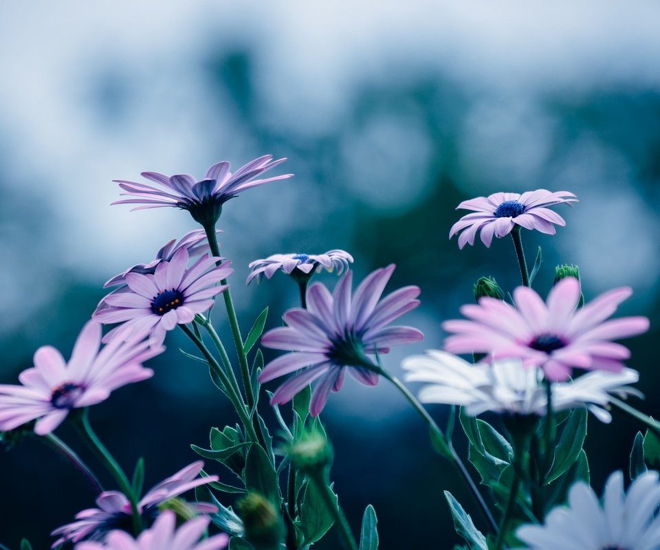 Обои цветы, лепестки, остеоспермум, flowers, petals, osteospermum разрешение 2048x1395 Загрузить