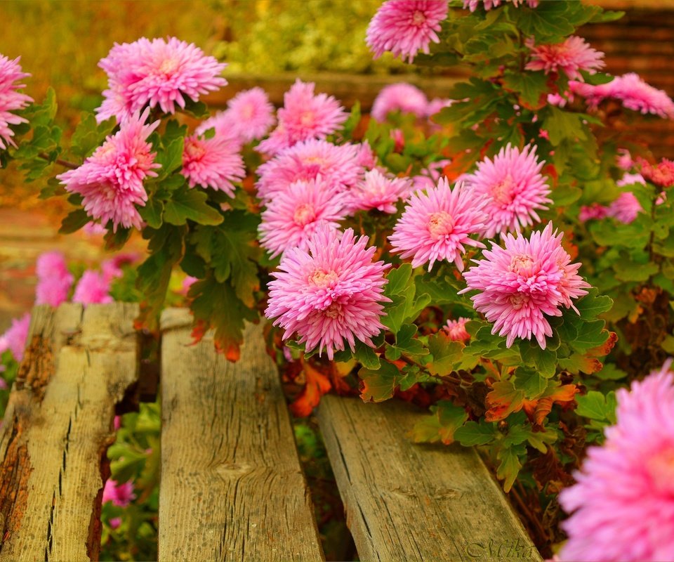 Обои цветы, скамейка, розовые, астры, flowers, bench, pink, asters разрешение 3002x1997 Загрузить