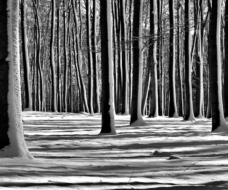 Обои деревья, снег, лес, зима, чёрно-белое, trees, snow, forest, winter, black and white разрешение 2560x1696 Загрузить