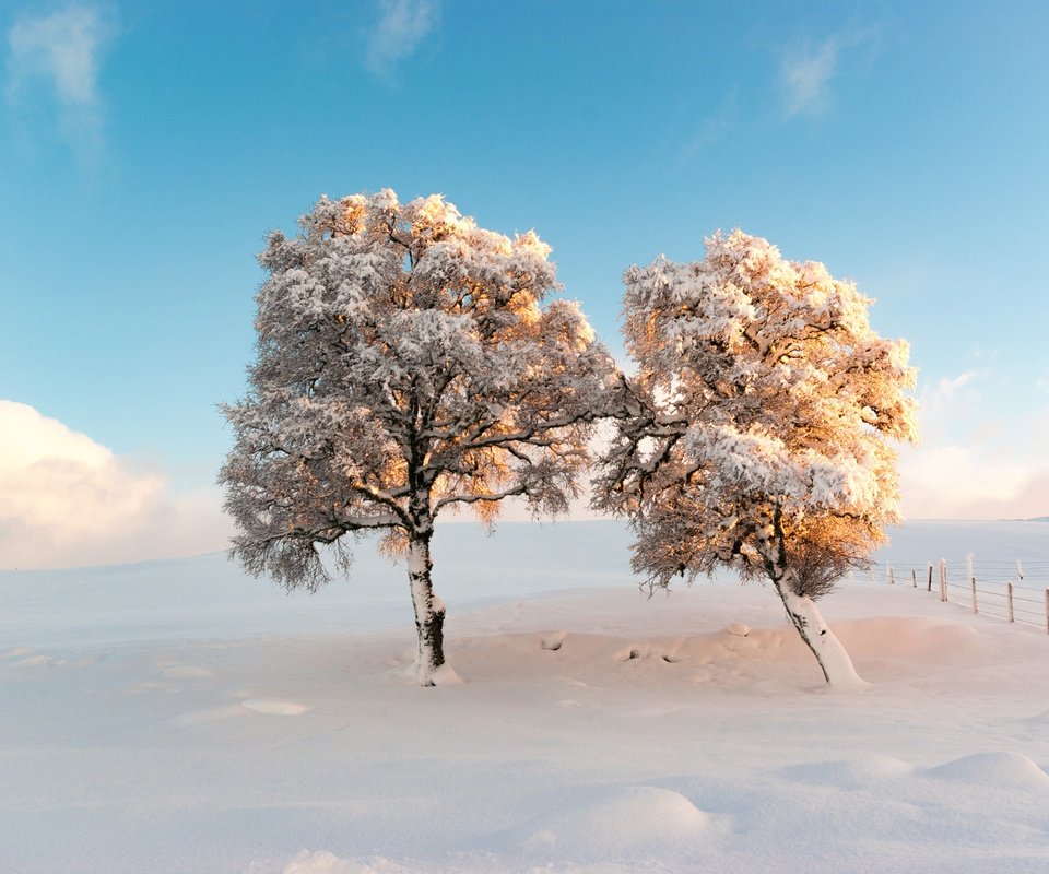 Обои небо, деревья, снег, зима, утро, мороз, the sky, trees, snow, winter, morning, frost разрешение 2500x1674 Загрузить