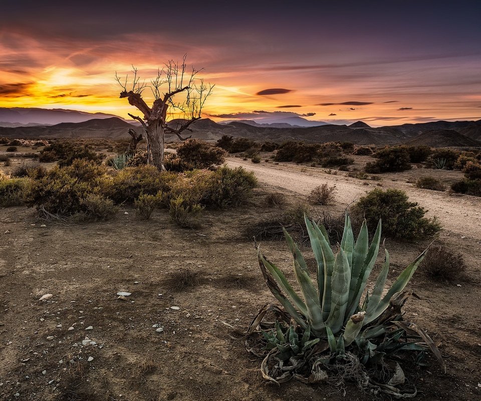 Обои небо, дорога, дерево, закат, кактус, the sky, road, tree, sunset, cactus разрешение 2048x1221 Загрузить