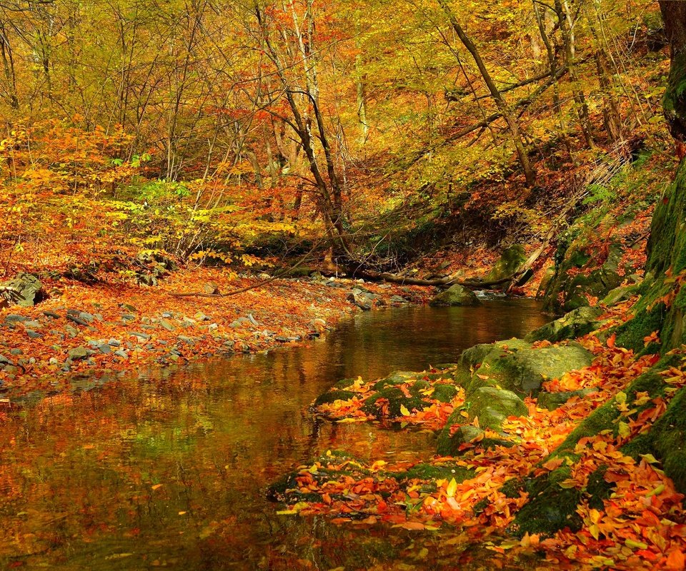 Обои лес, ручей, листва, осень, поток, листопад, forest, stream, foliage, autumn, falling leaves разрешение 3002x1894 Загрузить