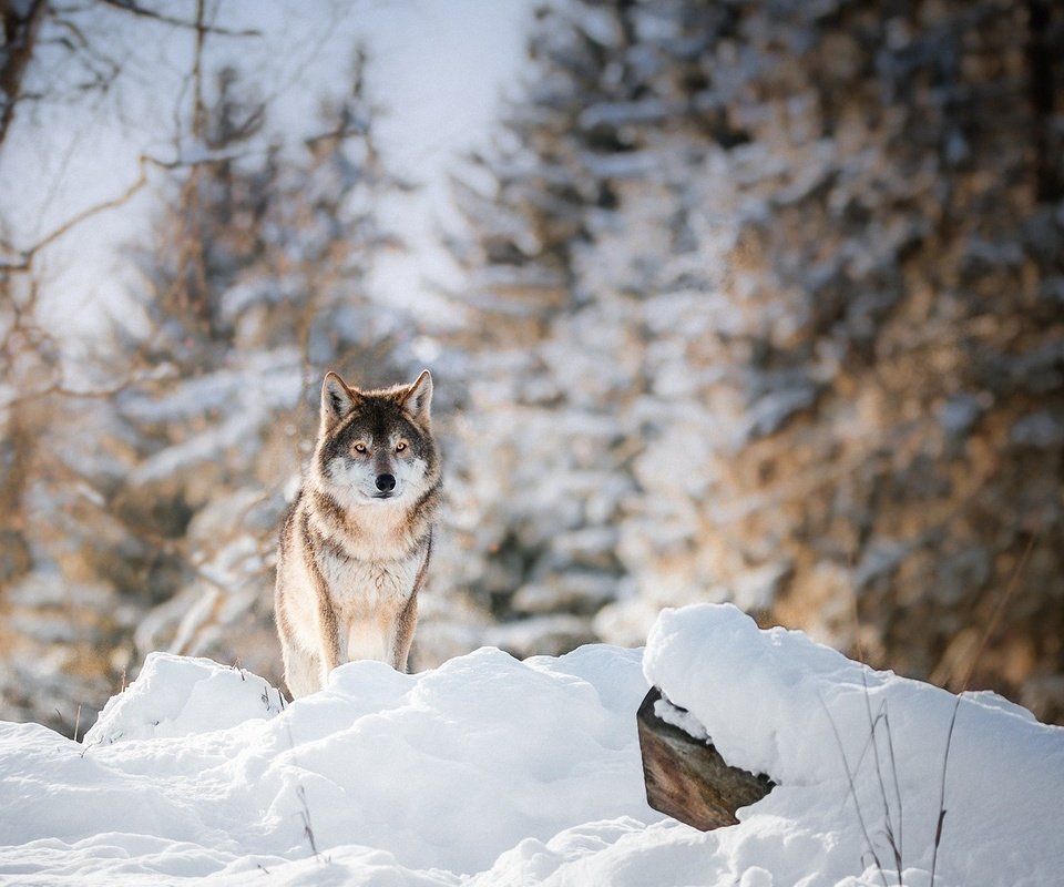 Обои лес, зима, взгляд, хищник, животное, волк, forest, winter, look, predator, animal, wolf разрешение 2200x1261 Загрузить