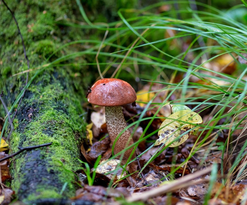 Обои трава, природа, листья, осень, гриб, мох, подосиновик, grass, nature, leaves, autumn, mushroom, moss, boletus разрешение 2400x1600 Загрузить