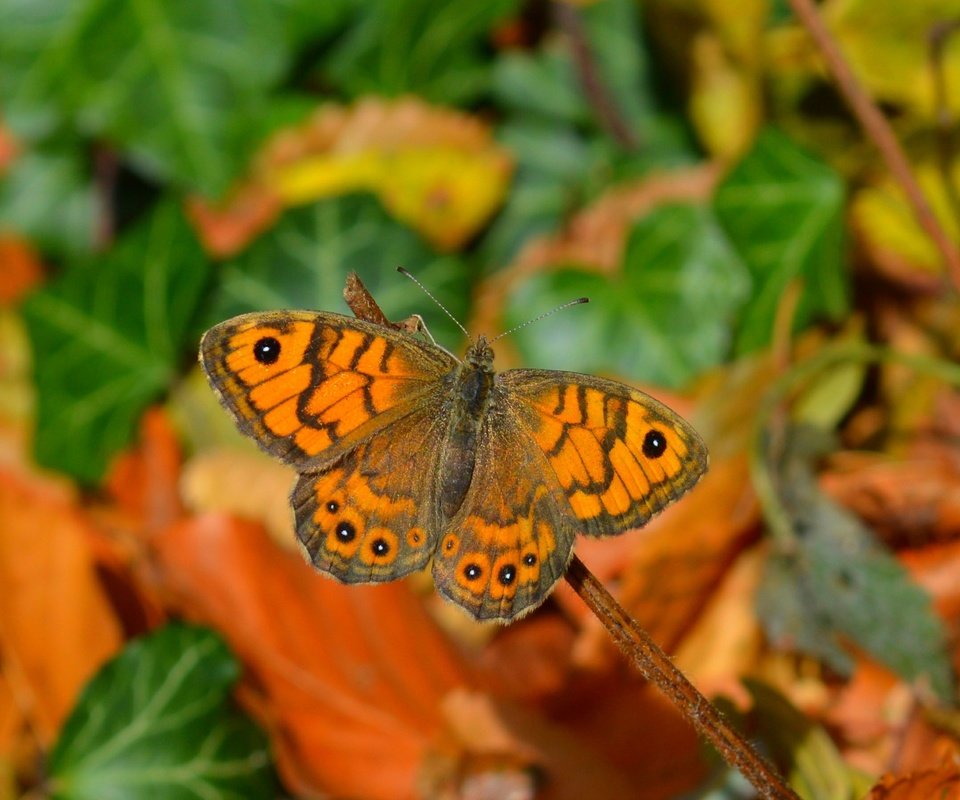 Обои листья, макро, насекомое, бабочка, крылья, leaves, macro, insect, butterfly, wings разрешение 2848x1798 Загрузить