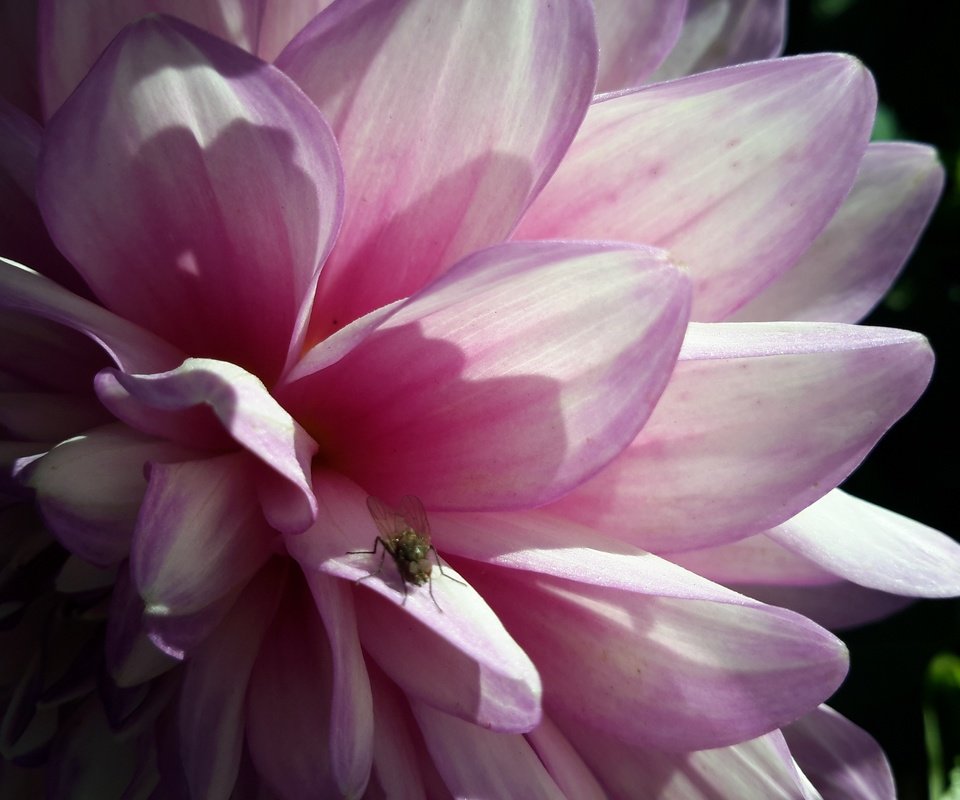 Обои макро, цветок, лето, розовый, муха, георгин, macro, flower, summer, pink, fly, dahlia разрешение 3264x2448 Загрузить