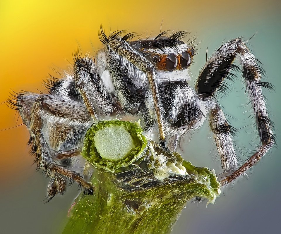 Обои глаза, макро, насекомое, фон, паук, травинка, паук-скакунчик, джампер, eyes, macro, insect, background, spider, a blade of grass, spider-skakuny, jumper разрешение 2048x1455 Загрузить