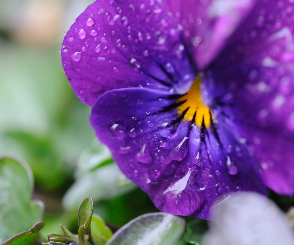 Обои цветы, макро, капли, лепестки, анютины глазки, виола, flowers, macro, drops, petals, pansy, viola разрешение 2048x1363 Загрузить