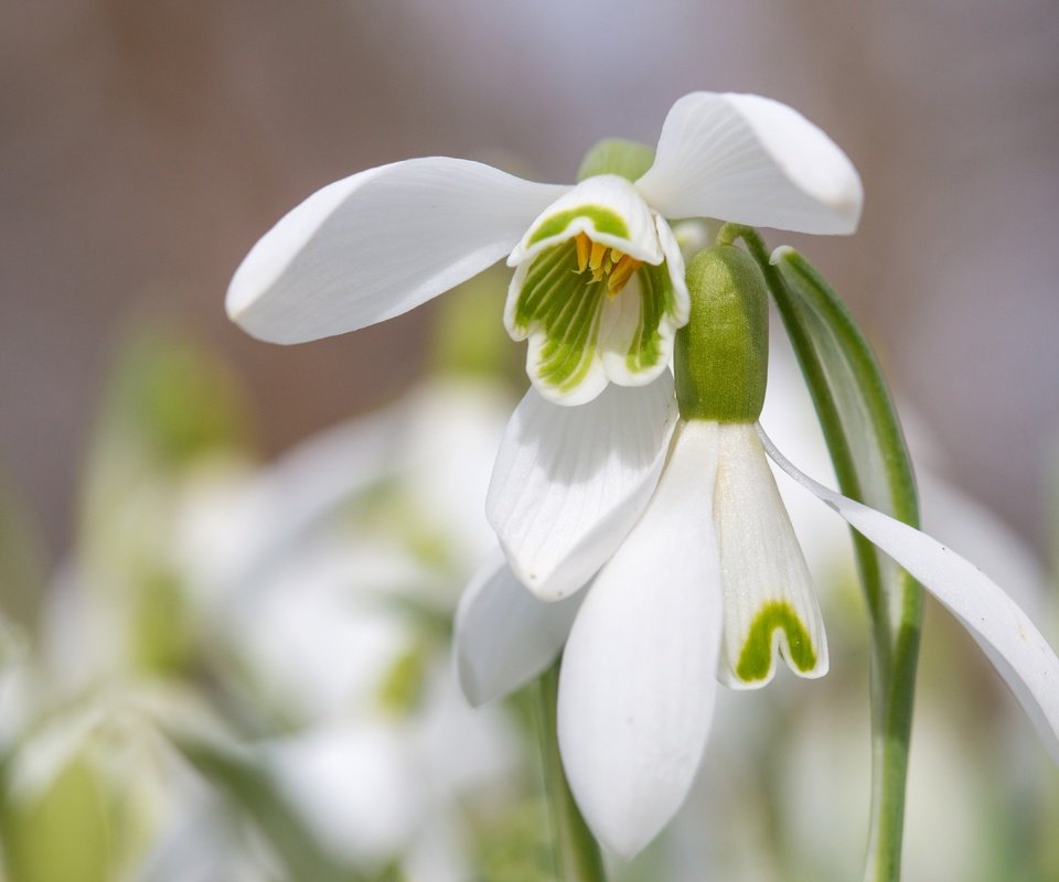 Обои цветы, макро, лепестки, весна, подснежники, flowers, macro, petals, spring, snowdrops разрешение 5407x3605 Загрузить