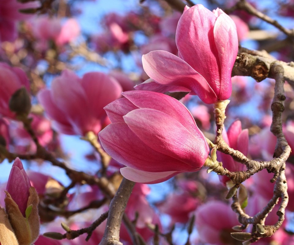 Обои цветение, макро, весна, розовые, магнолия, flowering, macro, spring, pink, magnolia разрешение 3000x2000 Загрузить