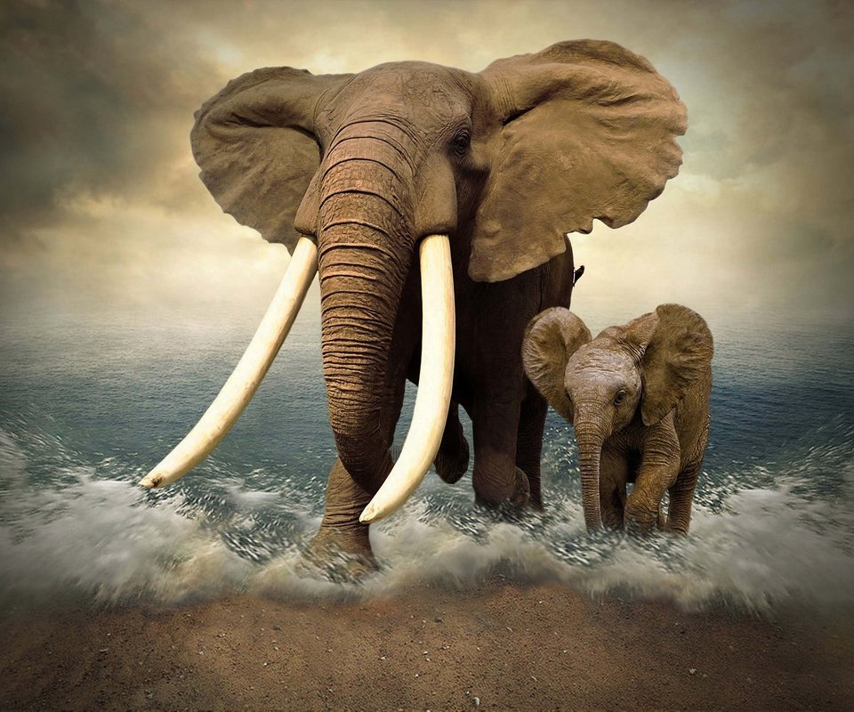 Обои море, слон, фотошоп, слоны, слоненок, бивни, sea, elephant, photoshop, elephants, tusks разрешение 2048x1366 Загрузить