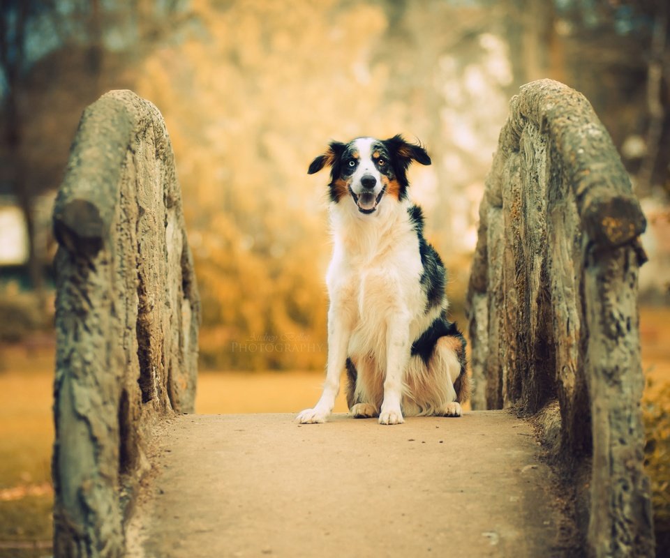 Обои мост, собака, друг, австралийская овчарка, bridge, dog, each, australian shepherd разрешение 2560x1556 Загрузить
