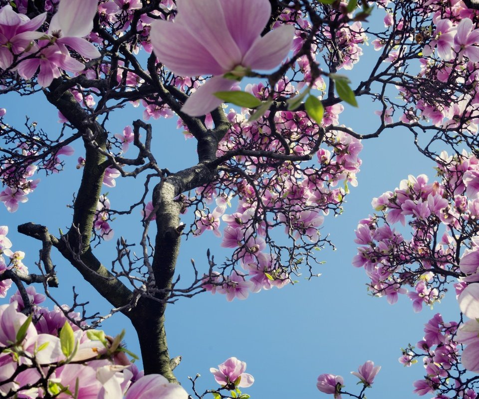 Обои небо, дерево, цветение, весна, магнолия, the sky, tree, flowering, spring, magnolia разрешение 2048x1366 Загрузить