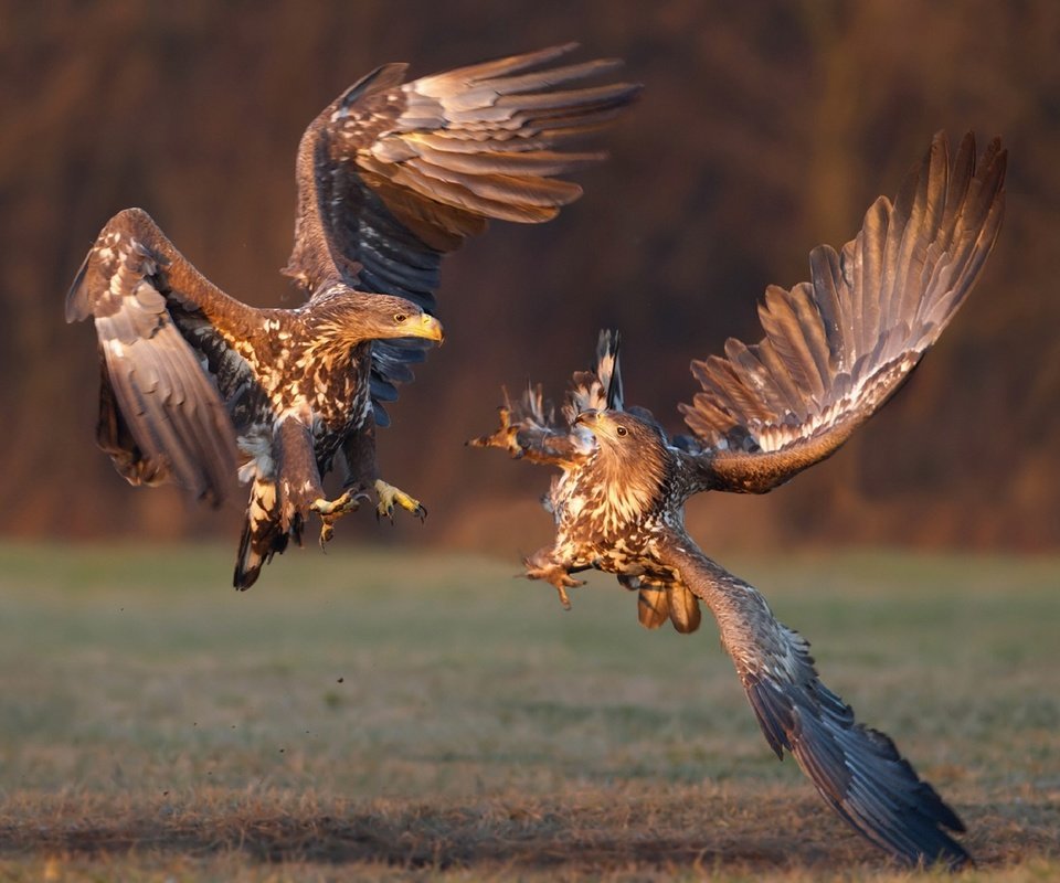 Обои птицы, орлан, орлан-белохвост, битва на закате, иван иванов, birds, orlan, white-tailed eagle, battle at sunset, ivan ivanov разрешение 1920x1306 Загрузить