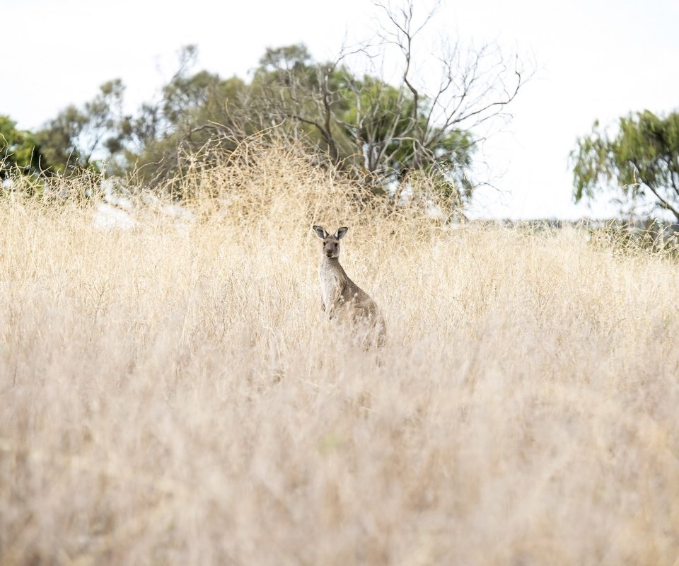 Обои природа, животное, австралия, кенгуру, nature, animal, australia, kangaroo разрешение 2048x1371 Загрузить