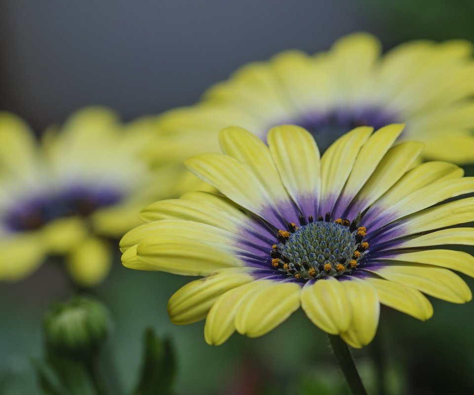 Обои цветы, природа, лепестки, герберы, flowers, nature, petals, gerbera разрешение 2048x1376 Загрузить